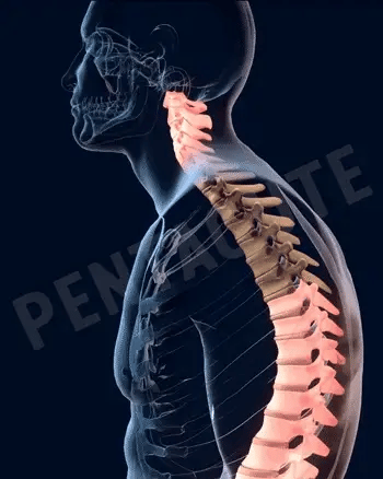 POSTURE ADJUSTING BELT FOR MEN AND WOMEN